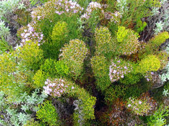 Limonium scabrum