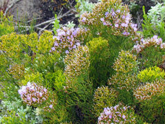 Limonium scabrum