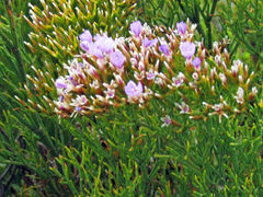 Limonium scabrum