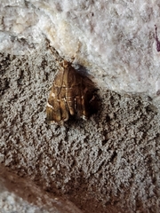 Hymenia perspectalis