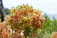 Euphorbia dendroides