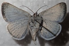 Caenurgina caerulea