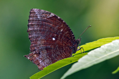 Elymnias pealii