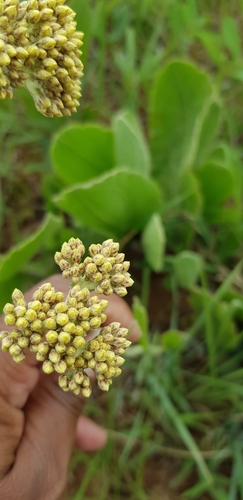Image of Helichrysum acutatum by (c) Suvarna Parbhoo Mohan, some rights reserved (CC BY-SA)