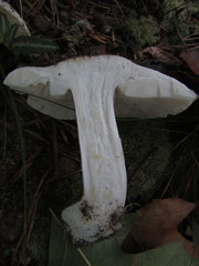 Tricholoma album