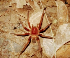Araneae