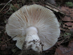Tricholoma album