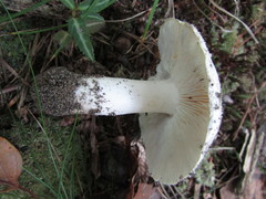 Tricholoma album