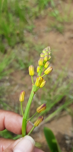 Image of Eriospermum mackenii by (c) Suvarna Parbhoo Mohan, some rights reserved (CC BY-SA)