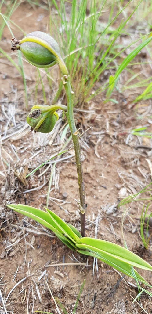 Eulophia clitellifera