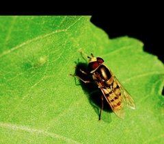 Diptera
