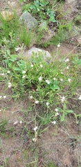 Oxygonum dregeanum