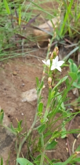 Oxygonum dregeanum