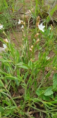 Oxygonum dregeanum