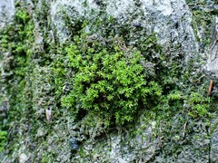 Hydrogonium croceum