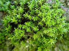 Hydrogonium croceum