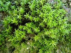 Hydrogonium croceum