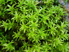 Hydrogonium croceum