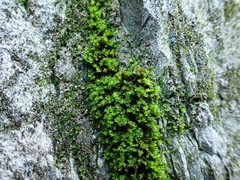 Hydrogonium croceum