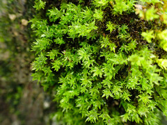 Hydrogonium croceum