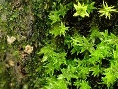 Hydrogonium croceum