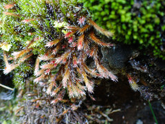 Orthothecium rufescens