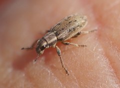 Sitona macularius