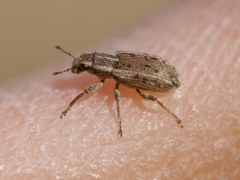 Sitona macularius