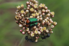 Leucocelis haemorrhoidalis