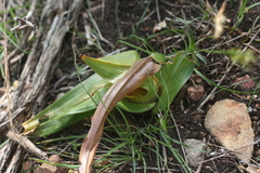 Colchicum eucomoides