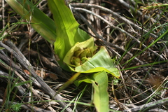 Colchicum eucomoides