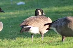 Branta canadensis parvipes