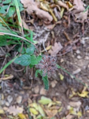 Clinopodium caucasicum