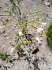 Noctiflorae