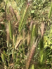 Hordeum jubatum
