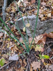 Asphodeline