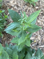 Platycodon