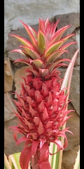 Ananas comosus bracteatus