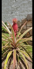 Ananas comosus bracteatus