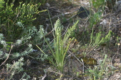 Albuca longifolia