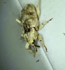 Mitrastethus baridioides