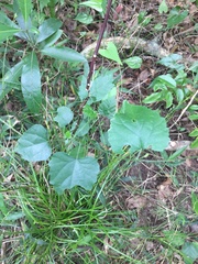 Pyrenacantha scandens