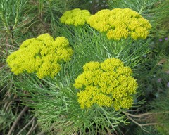 Hymenolepis