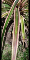 Ananas comosus bracteatus