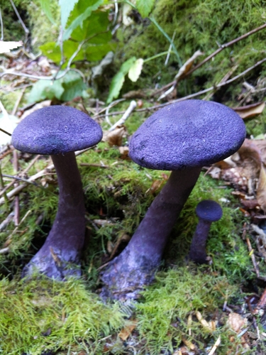 violet webcap (Cortinarius violaceus)