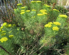Hymenolepis
