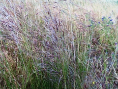Bromus rigidus
