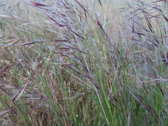 Bromus rigidus