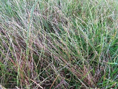 Lolium multiflorum × perenne