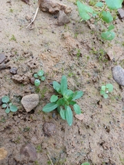 Thlaspi arvense
